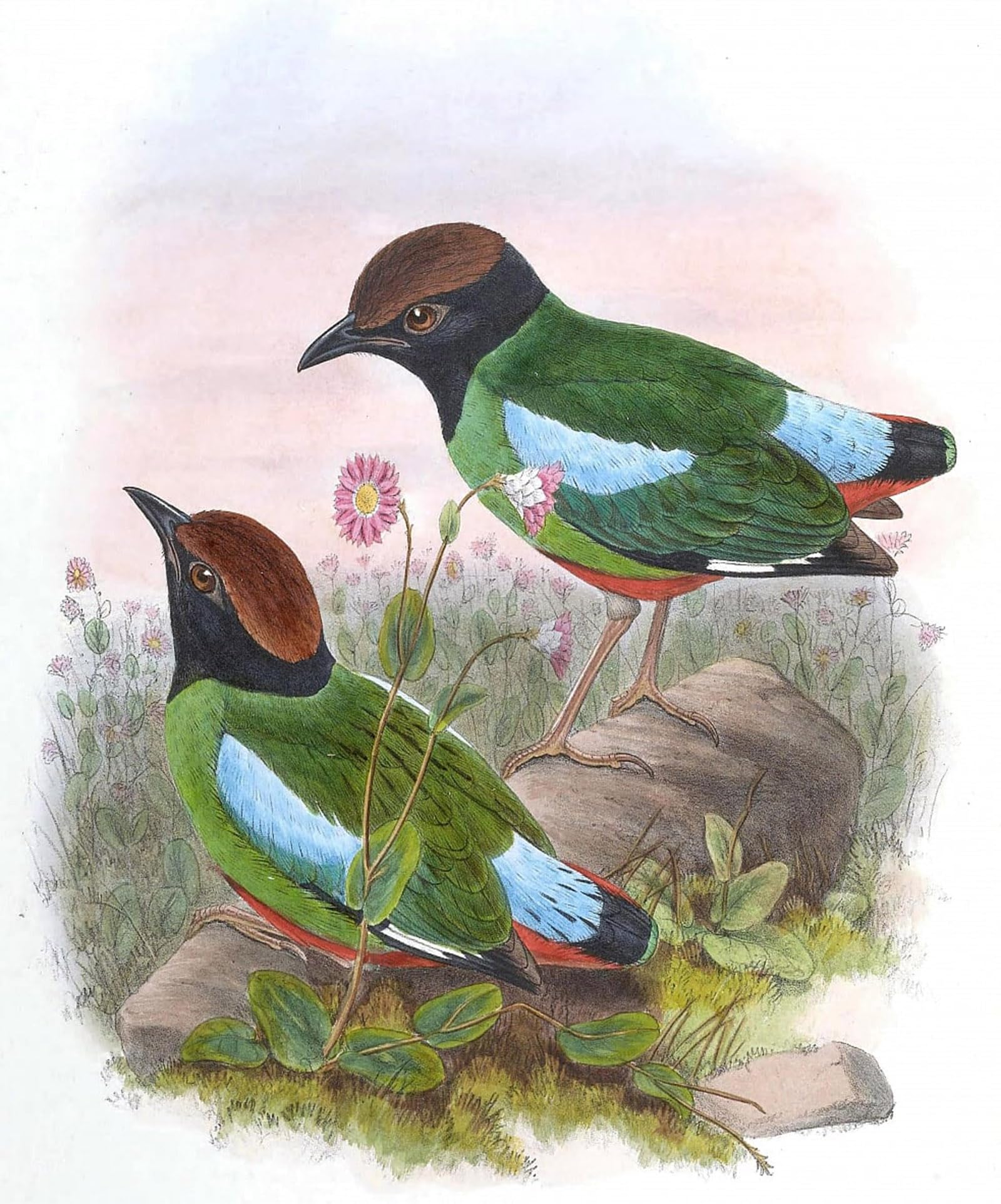 SERENDIPITP Aesthetic Poster Photo Wall Print Retro Picture Animal Bird Pitta Cucullata Pitta Sordida Cucullata by John Gould Modern Wall Artwork for Home Decor 60x90cm