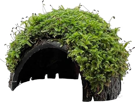 1 Hole Coconut with Moss - adds Colour and shelter to a Fish Tank
