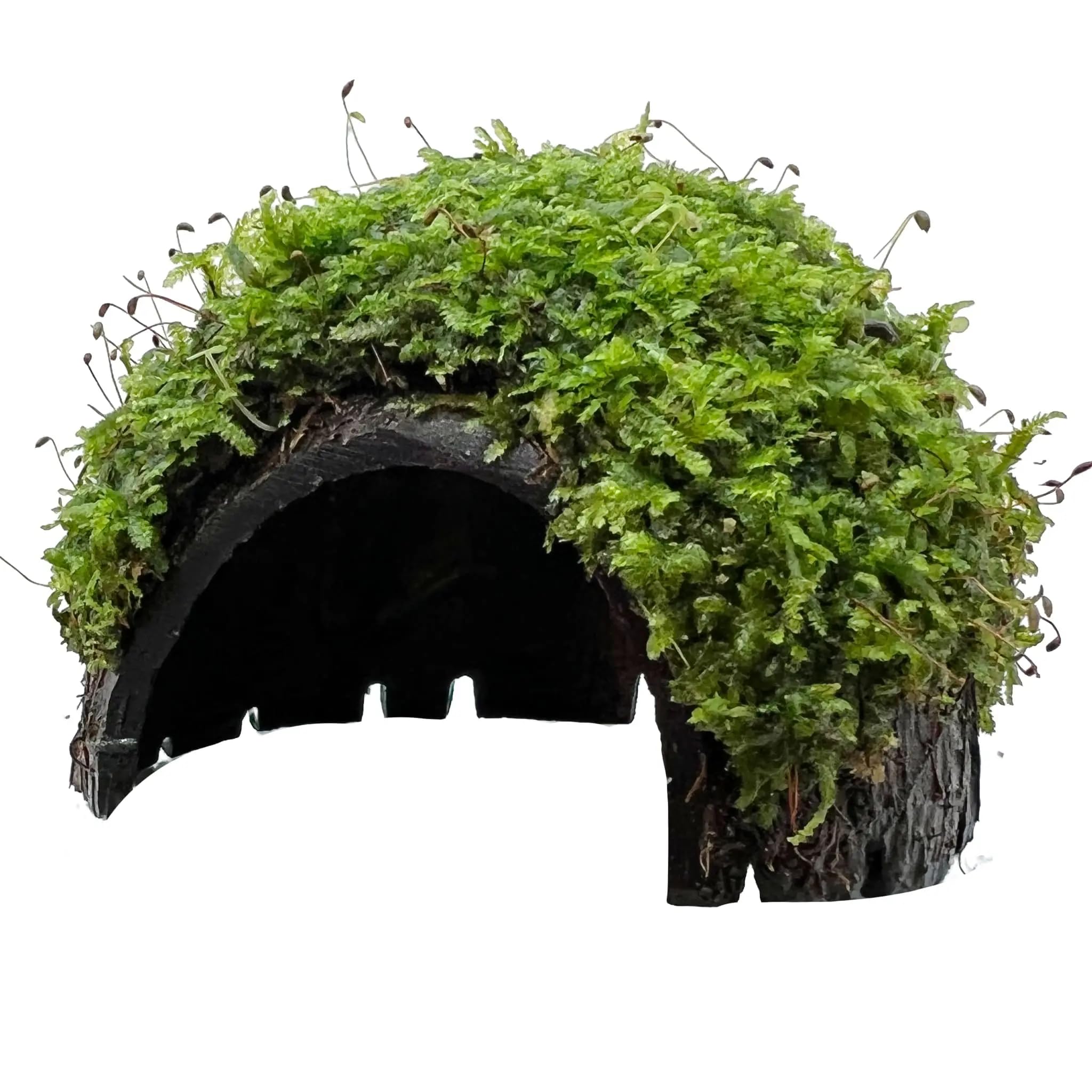1 Hole Coconut with Moss - adds Colour and shelter to a Fish Tank
