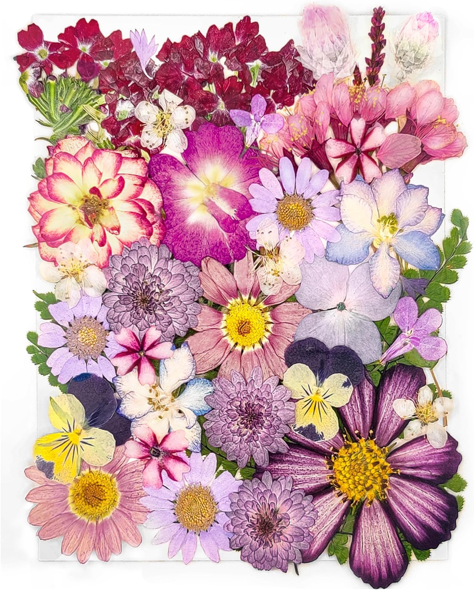 Flores prensadas moradas secas para moldes, flores naturales reales para bricolaje, velas, decoración uñas, jabón, fundas teléfonos