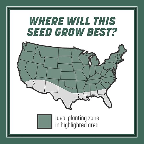 Miniatura 4 de Pennington Kentucky 31 - Semilla de hierba con escopeta alta, 40 libras