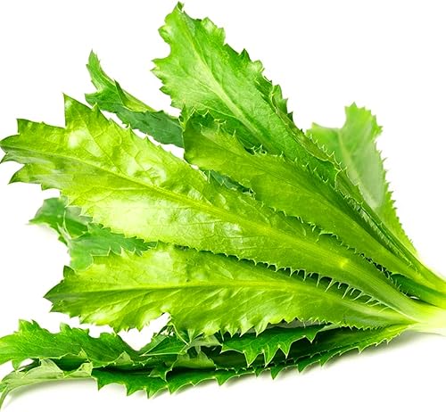 Semillas Culantro para Plantar (Eryngium foetidum) 300 Semillas sin OGM