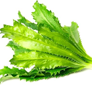 KVITER 500 Culantro Seeds Eryngium Foetidum Semillas de Culantro/Mexican Coriander Seeds/Recao/Chadon Beni Heirloom Seeds Non GMO Herb Seeds for Planting Outdoors & Indoor Garden