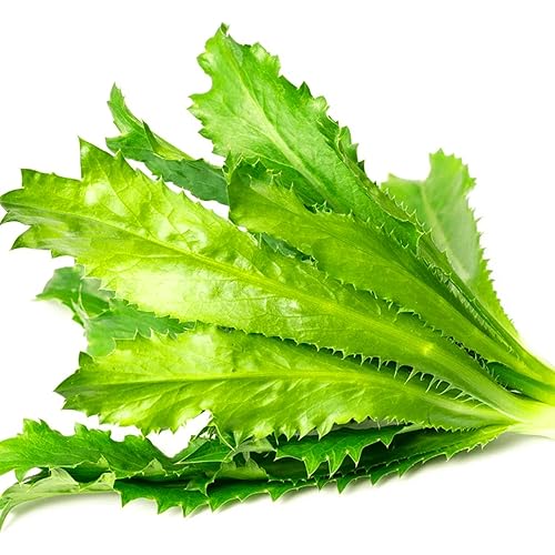 Culantro Seeds for Planting (Eryngium foetidum) 300 Seeds Non-GMO