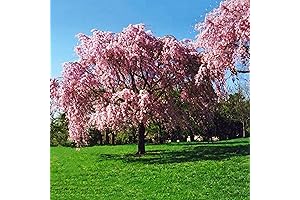 Enduring Serenity: QAUZUY GARDEN Weeping Cherry Tree