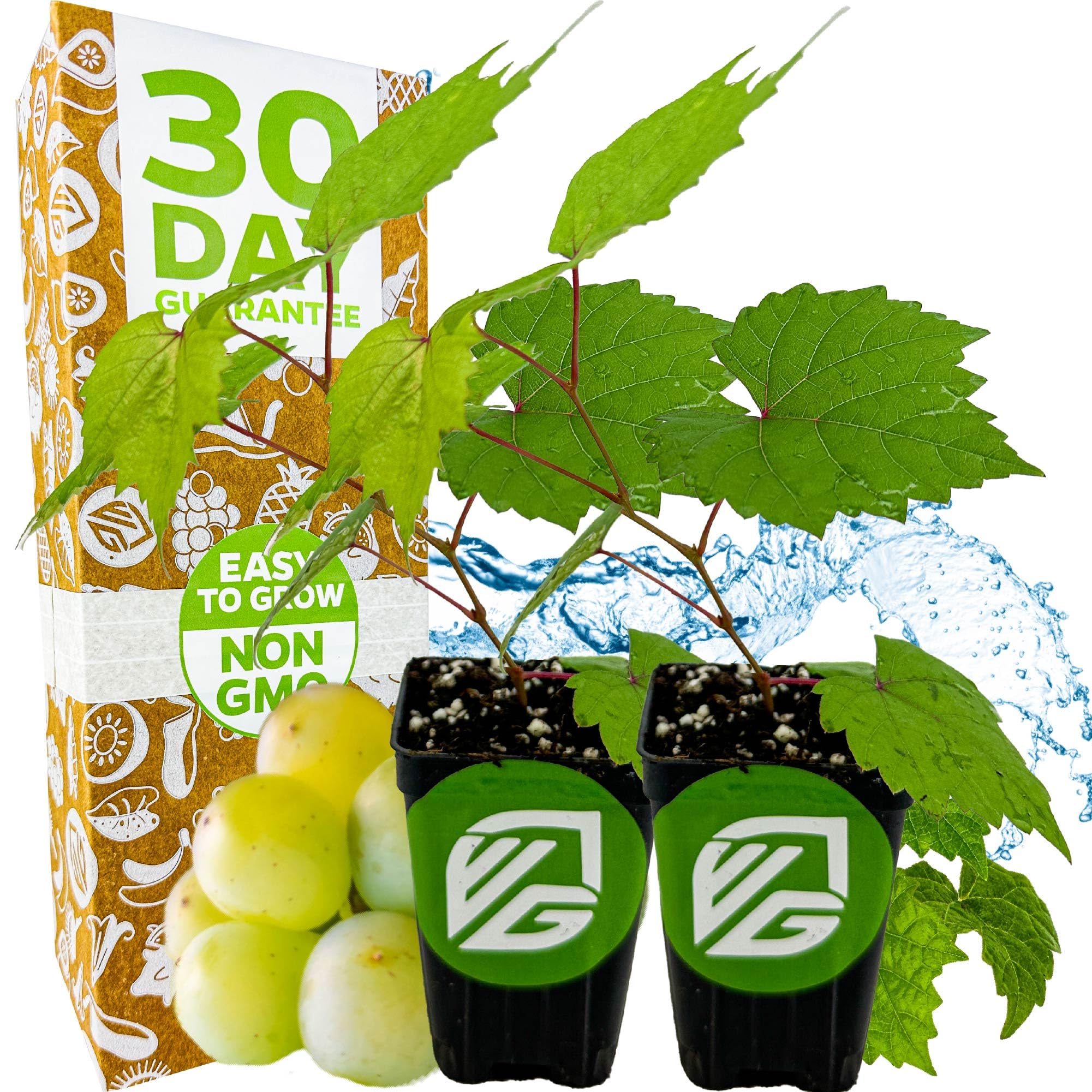Traminette Grape Vine