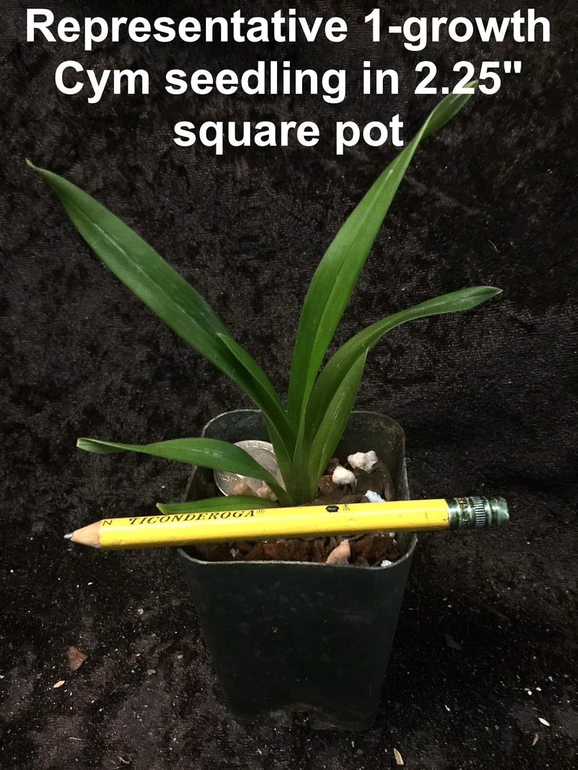 -- Mystery no-tag Cymbidium seedlings for Patient Growers Huge Variety no ID Tags, 3+ Years Until Blooming Size (not in-Bud/Bloom)