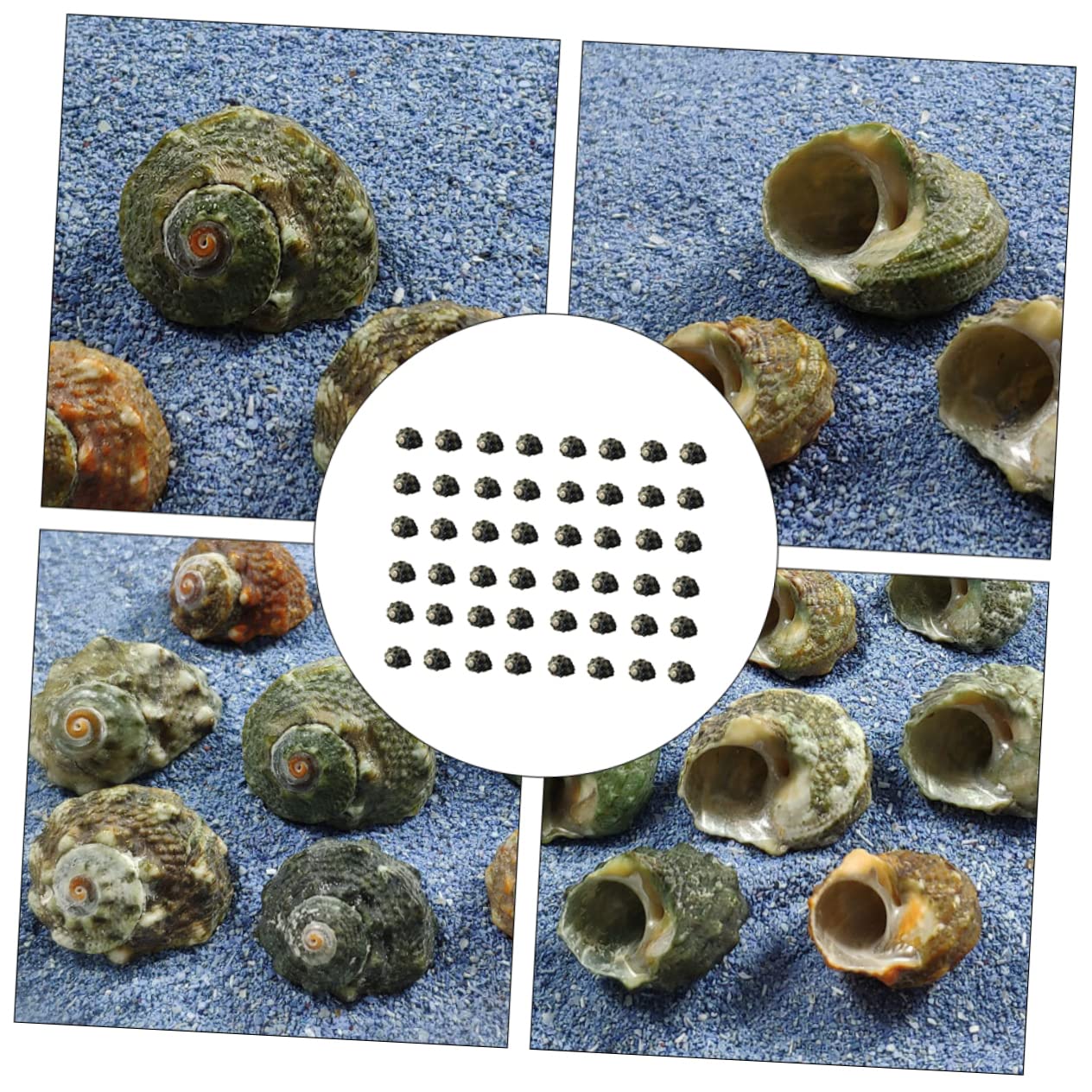 Cabilock 3 Set Tasca Del Pesce Vite Decorative Naturale Perline Di Conchiglie Accessori Ornamenti Oceanici Arredamento Paesaggio Piccolo Di Grandi Dimensioni Conchiglia 100 Pezzi * 3