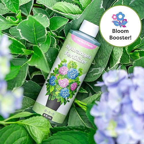 Miniatura 4 de Perfect Plants Fertilizante líquido prémium para hortensias  Potenciador de floración  Fertilizante para hortensias y otras plantas con flores (8