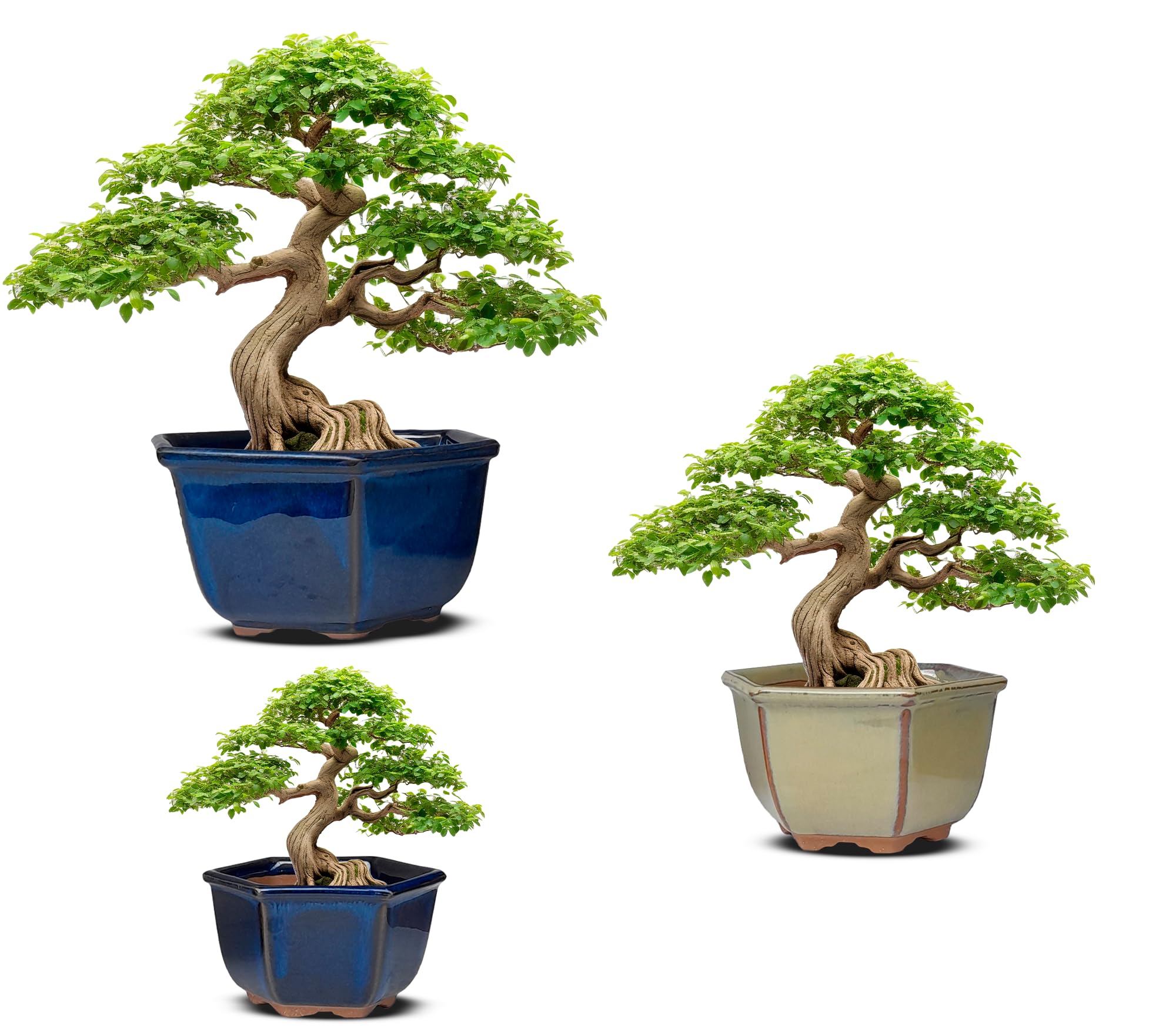 Macetas Bonsai Ceramica para Mame y Shohin | Set de 3 Macetas para Bonsai | Maceteros Bonsai Ceramica Hechas en Japón | Macetas Bonsai con Drenaje | Árbol no Incluido | Ver Medidas en Las Imágenes