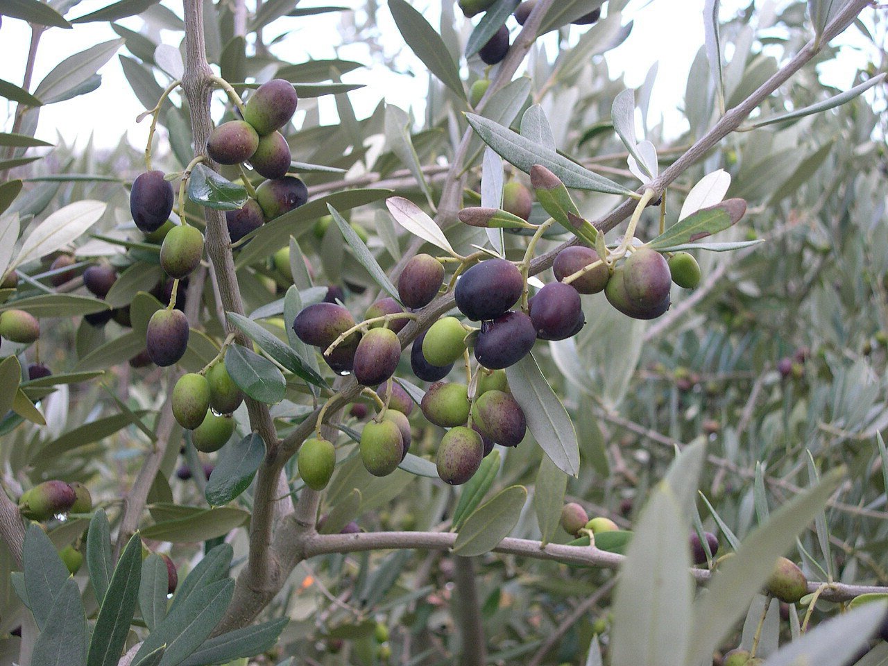 Rare Olea europaea European Olive Plant (1 Healthy Live Plant)