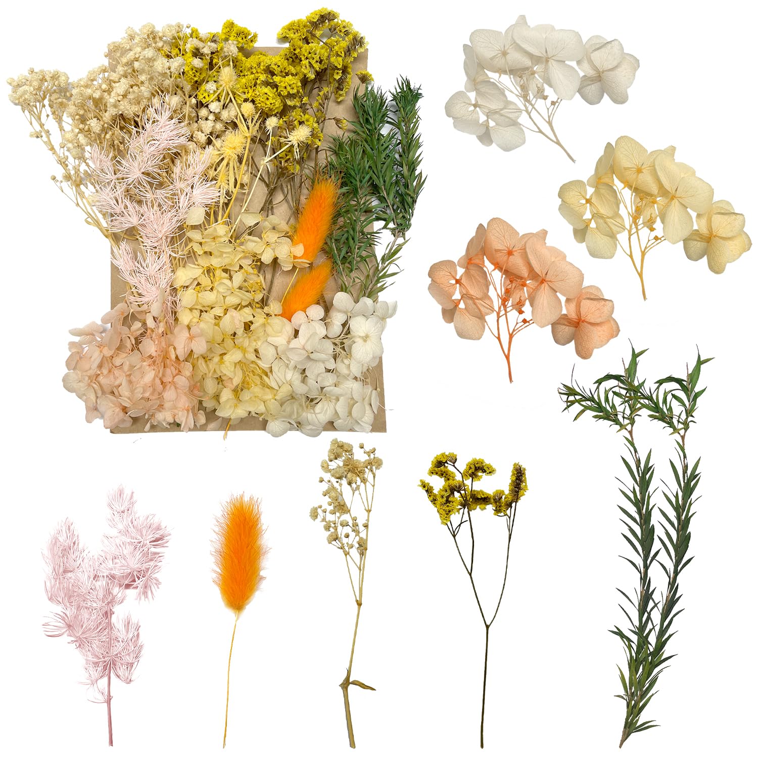 Dried & Pressed Flowers - Crafts for DIY Arts Resin, Scrapbooking, Jewelry Making & Floral Decorations (Yellow & White)
