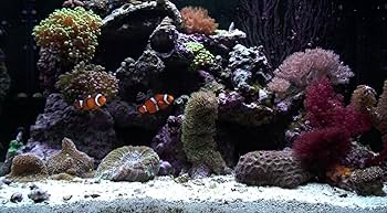 Amazon.com: The Aquarium DVD - Fullscreen Edition : fish