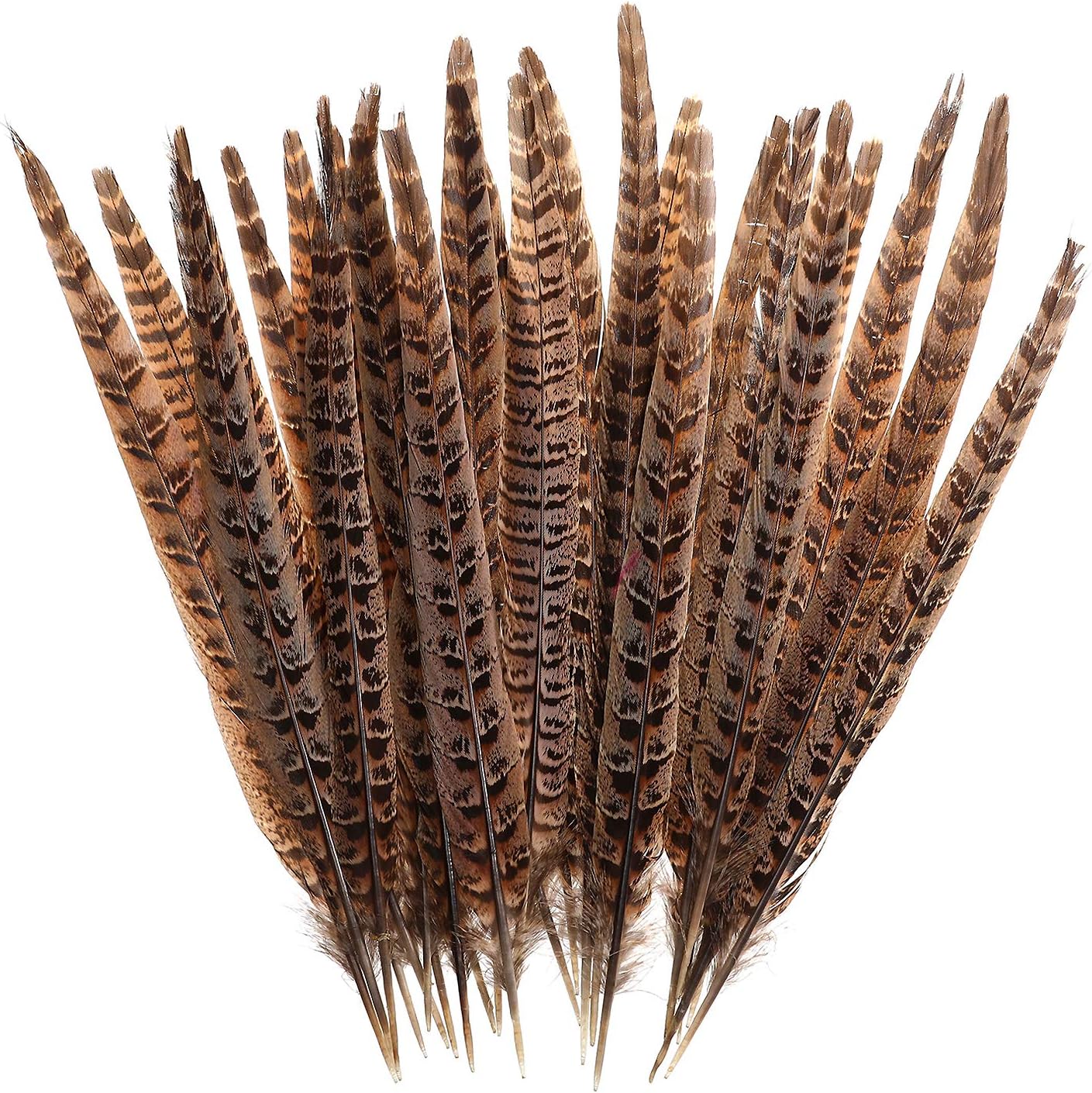 AWAYTR 20pcs Natural Pheasant Feathers - Pheasant Tail 8-11inch(21-28cm) for DIY Decoration (Female Pheasant Tail)