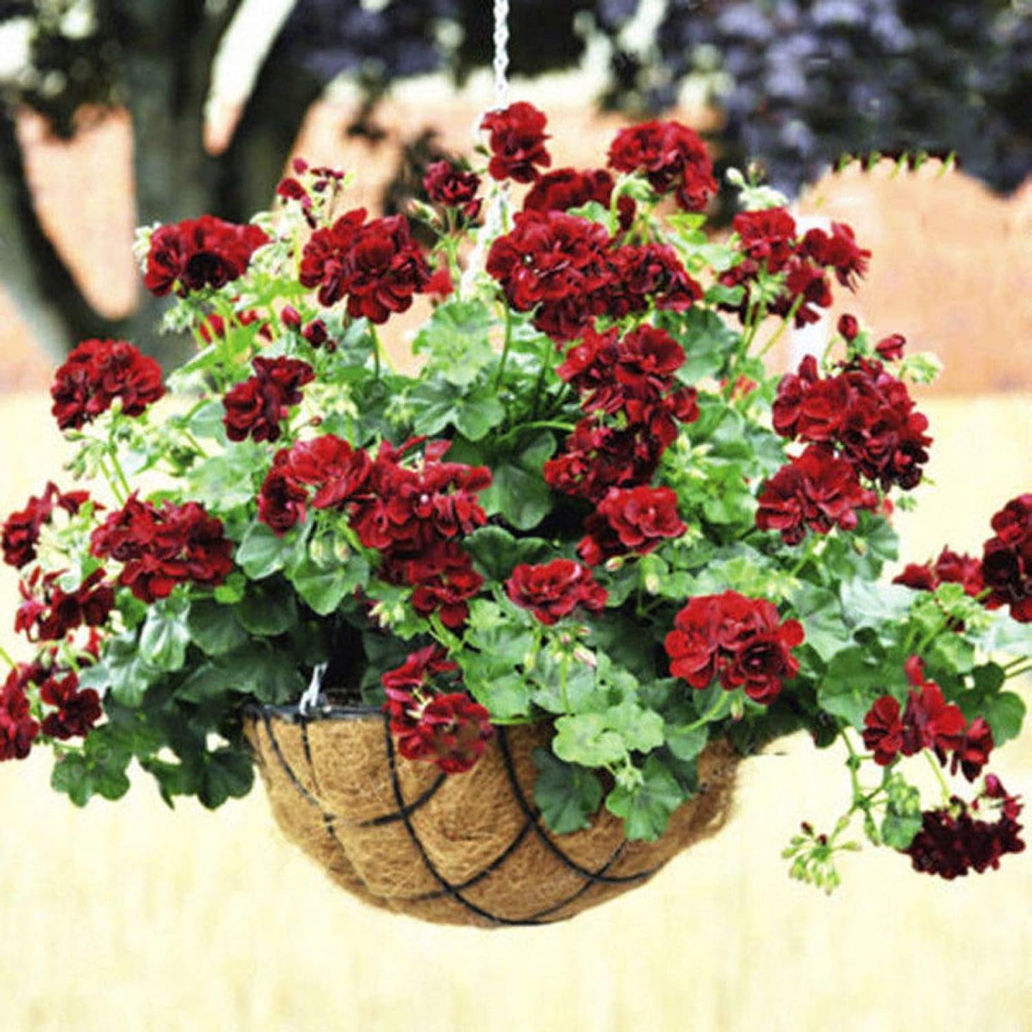 Купить Семена Редкой Пеларгонии