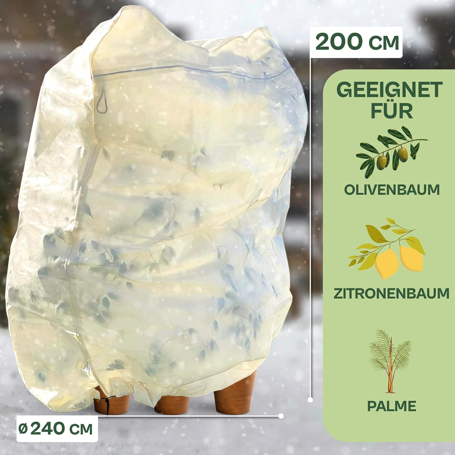 Winterschutz für Olivenbaum