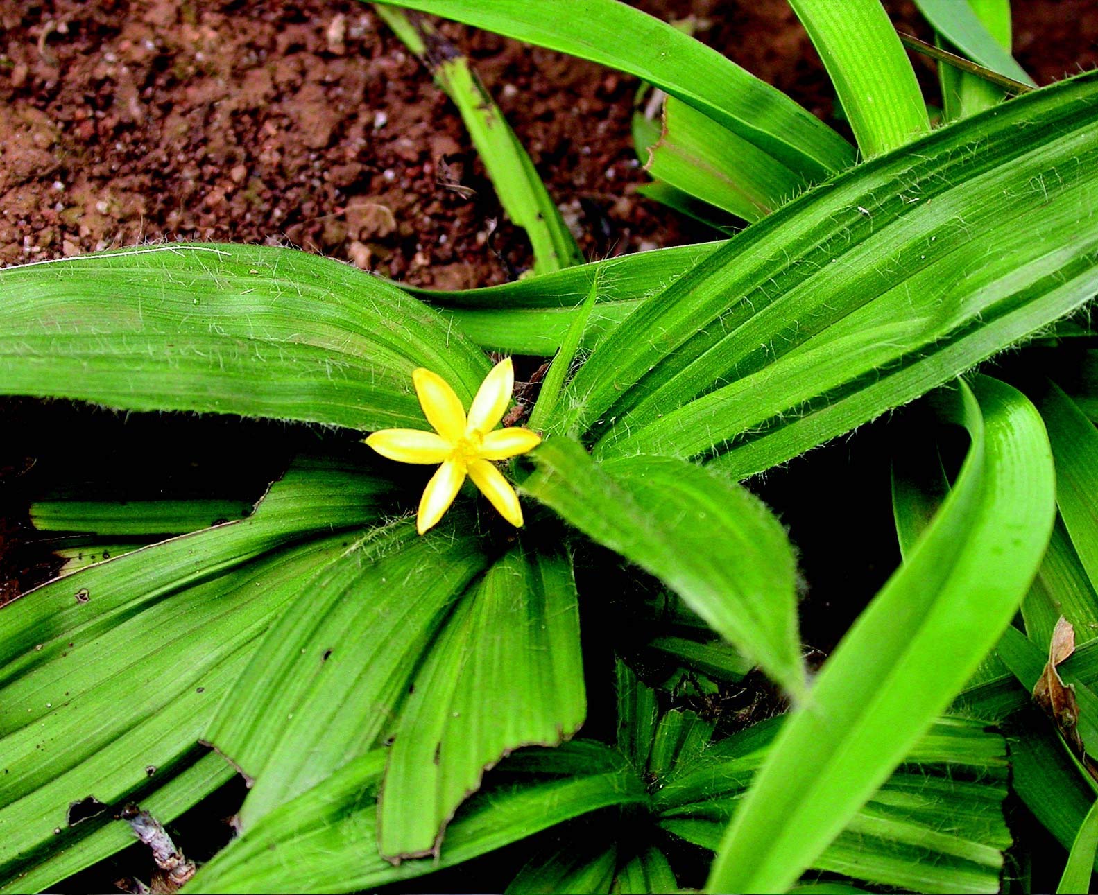 Curculigo orchioides 4 month old sapling plants (B07XJWMT8R) Amazon Price History, Amazon Price Tracker