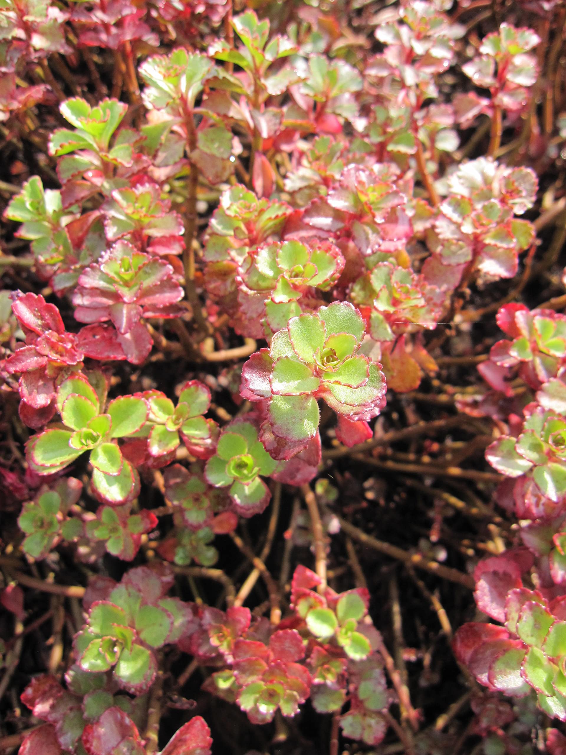 Teppich-Pfeffer Purpurteppich - Fettblatt - Sedum spurium Verpackungseinheit 20