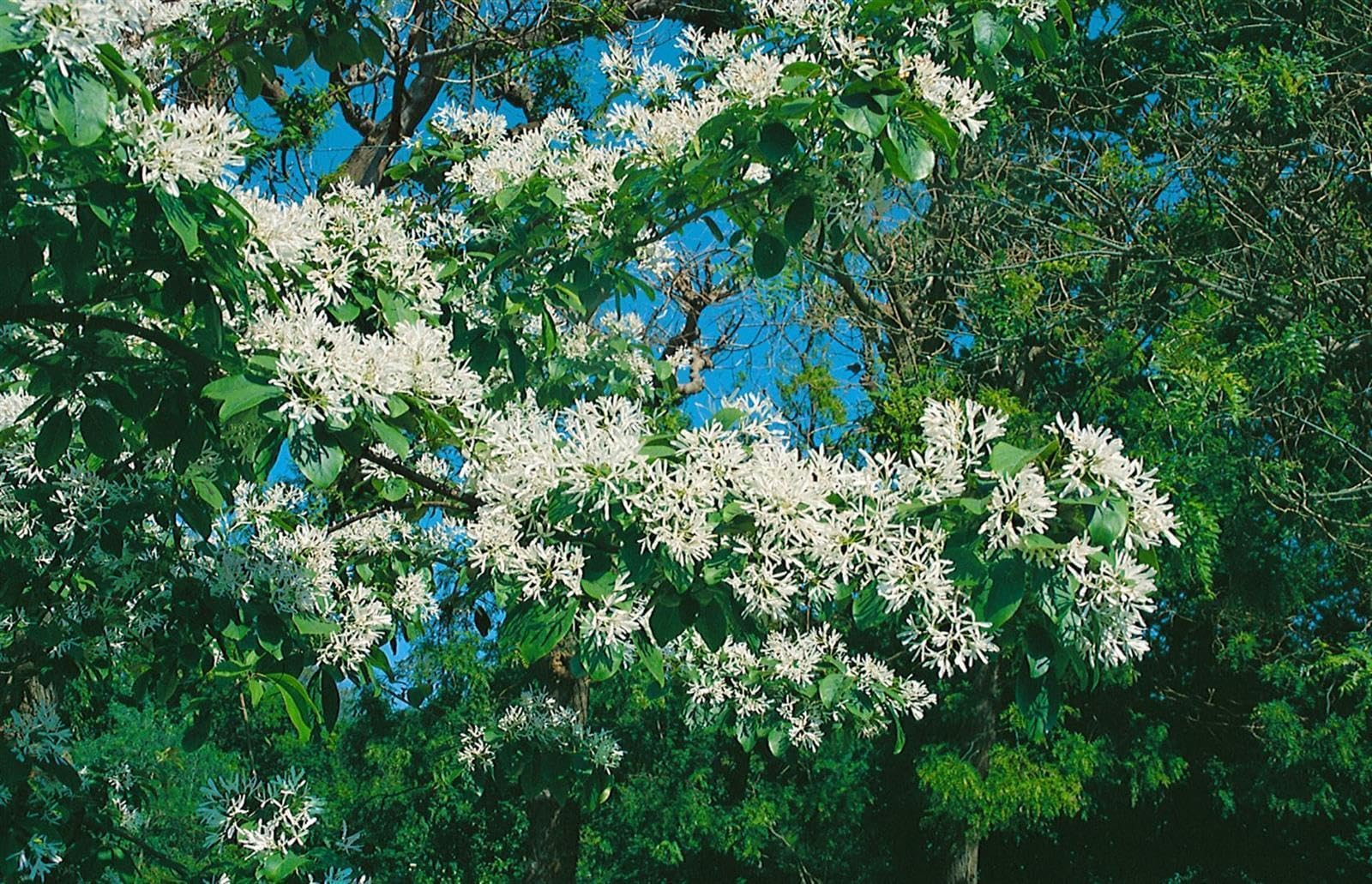 Chionanthus virginicus 30-40 cm – Winterhart, Mehrjährig, Pflegeleicht – Amerikanischer Schneeflockenstrauch – Ziergehölz für Garten & Vorgarten