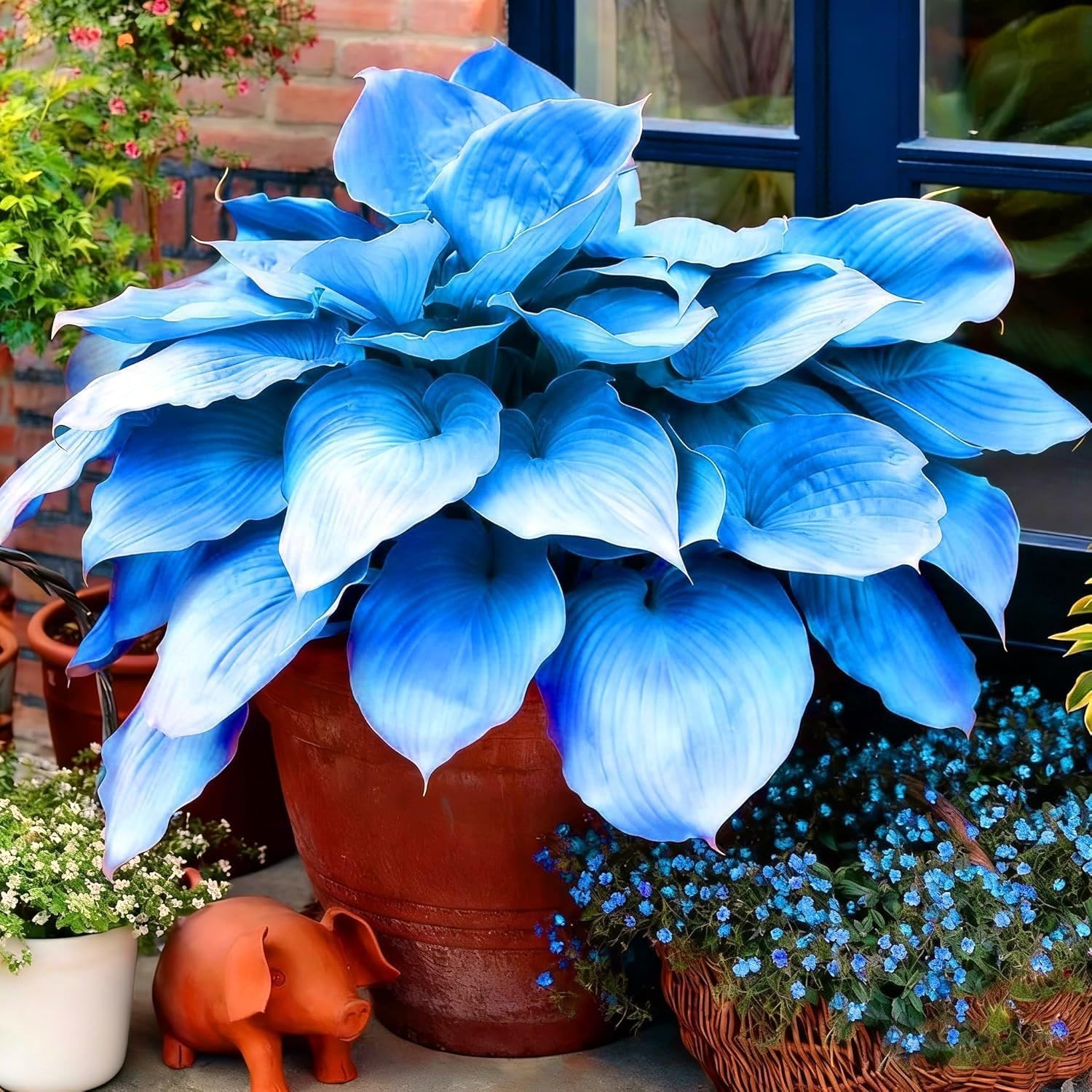 Radiant Hosta Bulbs Perennial UK, Rare and Beautiful Hostas Rhizome in Bulk,Planting for Stunning Garden Displays-15 Bulbs-D