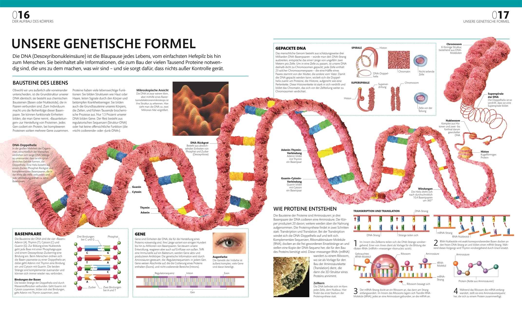 Anatomie und Physiologie: Die große Bild-Enzyklopädie mit über 2000 Abbildungen