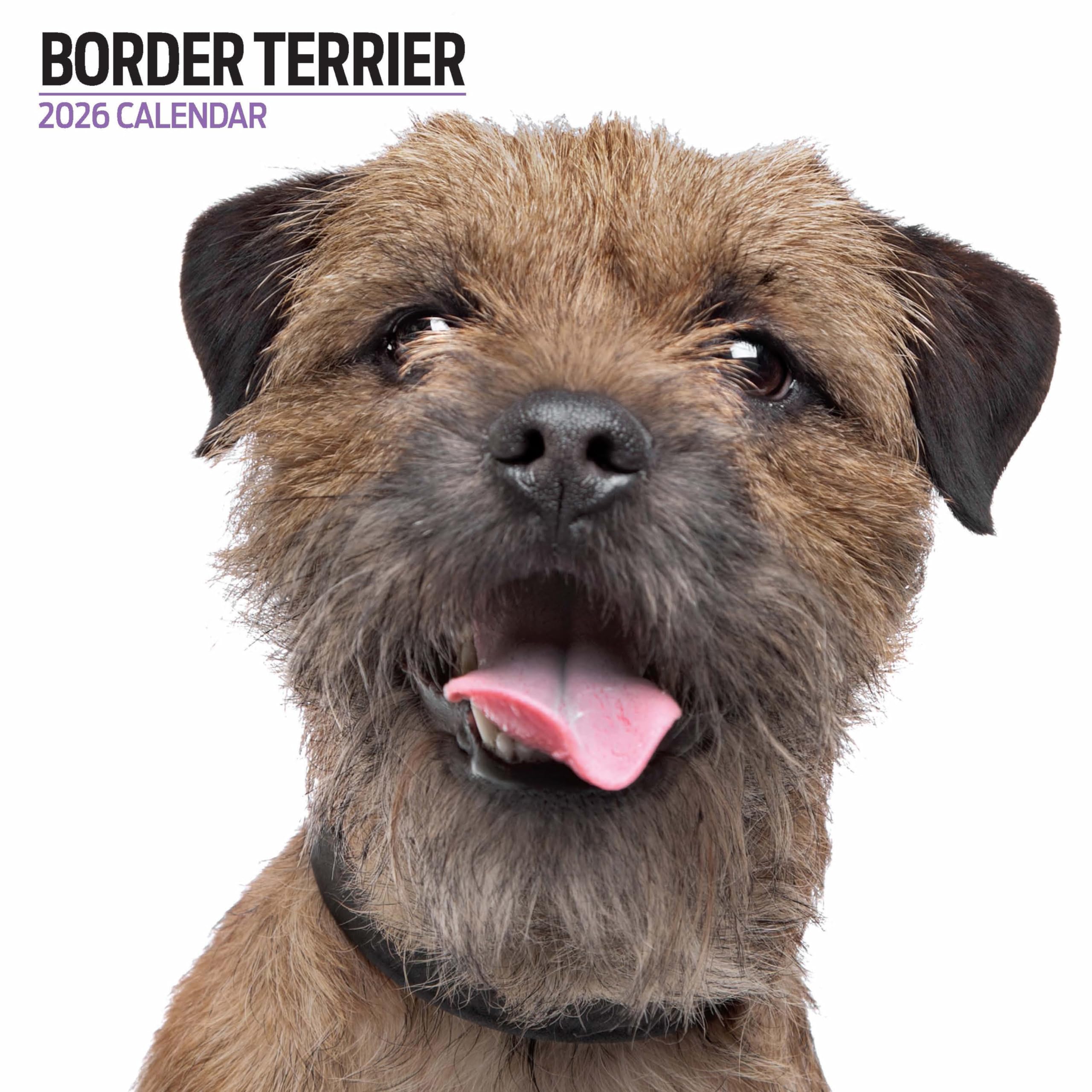 Border Terrier 2026 Modern Calendar