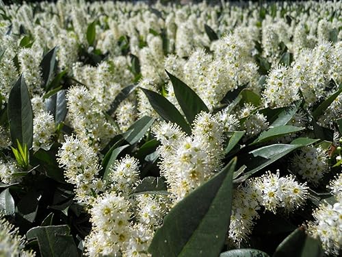 TricaStore Laurel Cereza (Prunus laurocerasus), 10 Semillas