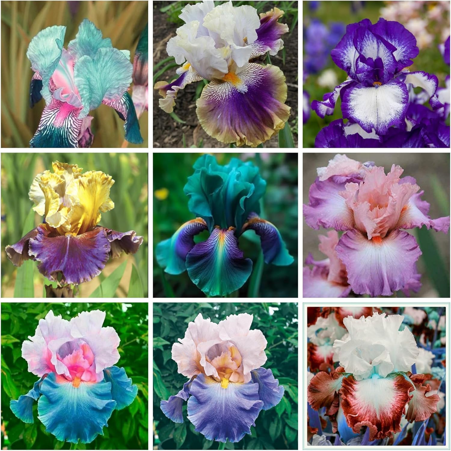 300+ Rare Iris Seeds for Planting - Mixed Iris Flower Seeds Exotic Perennial Flower Non-GMO Heirloom Garden Outdoor