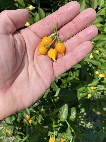 Miniatura 3 de Paquete de semillas premium de pimienta amarilla Biquinho Chupetinho Heirloom