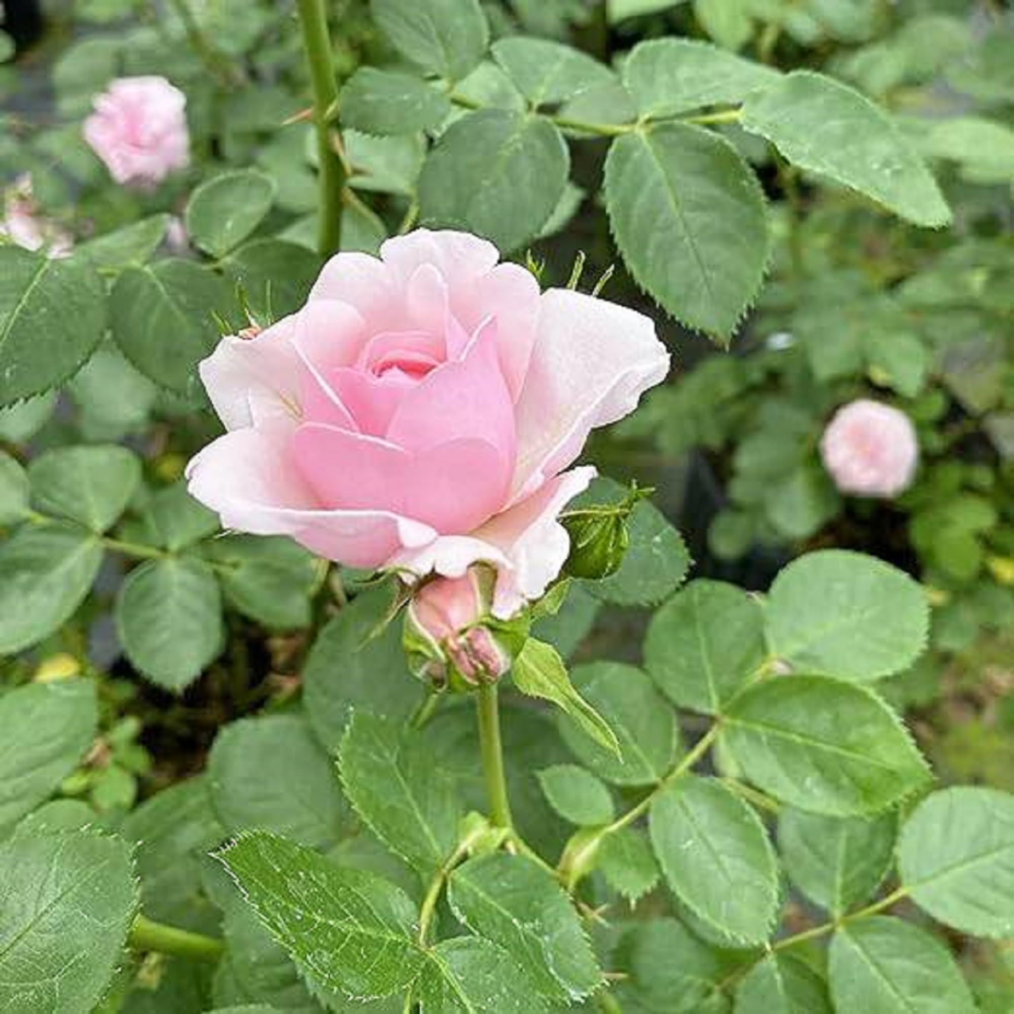 ROŚE’s choice Amazon.com : CHUXAY GARDEN Pink Rose Seed 50 Seeds Rare Rosa Bush