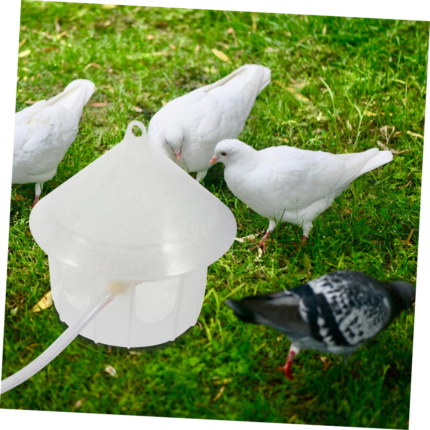Toyvian Bebedero para Palomas Automático Dispensador De Agua para Jaula De Pájaros Comedero De Plástico Portátil para Palomas Accesorio para Pájaros