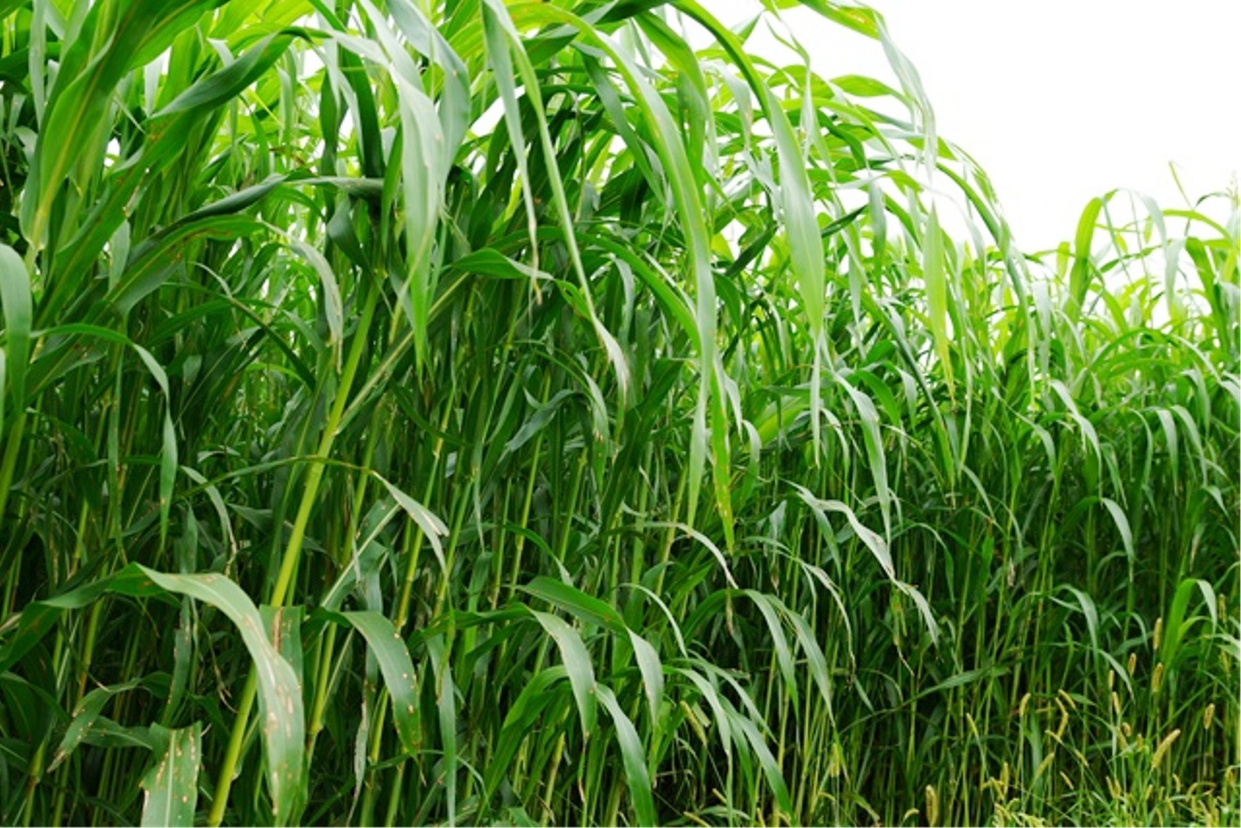 Seedstores Sudan Grass Hybrids Seeds For Growing 500 Gm Buy