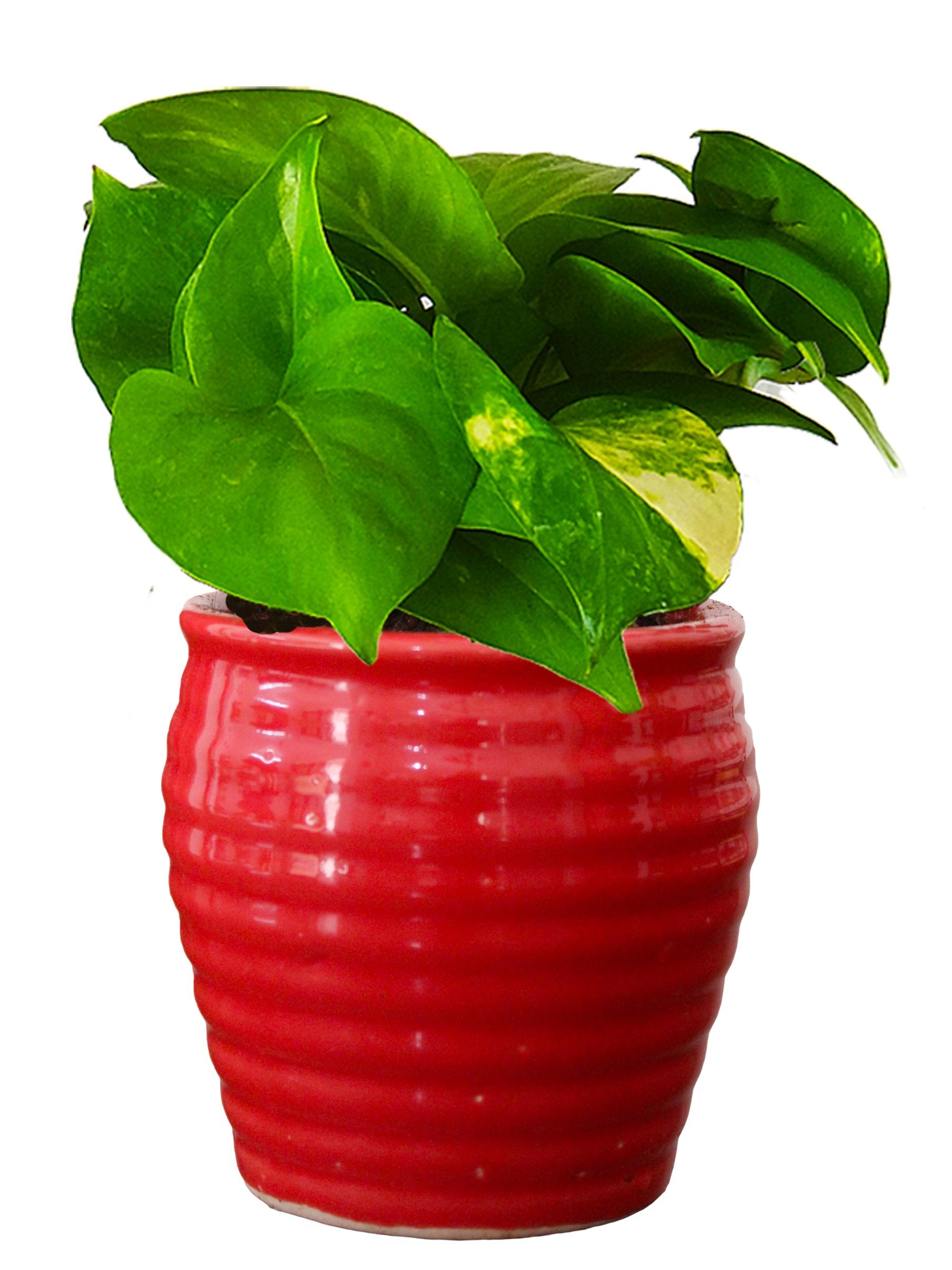 Rolling Nature Good Luck Air Purifying Live Money Plant in Red Ceramic Pot (B07FGD76HH) Amazon Price History, Amazon Price Tracker