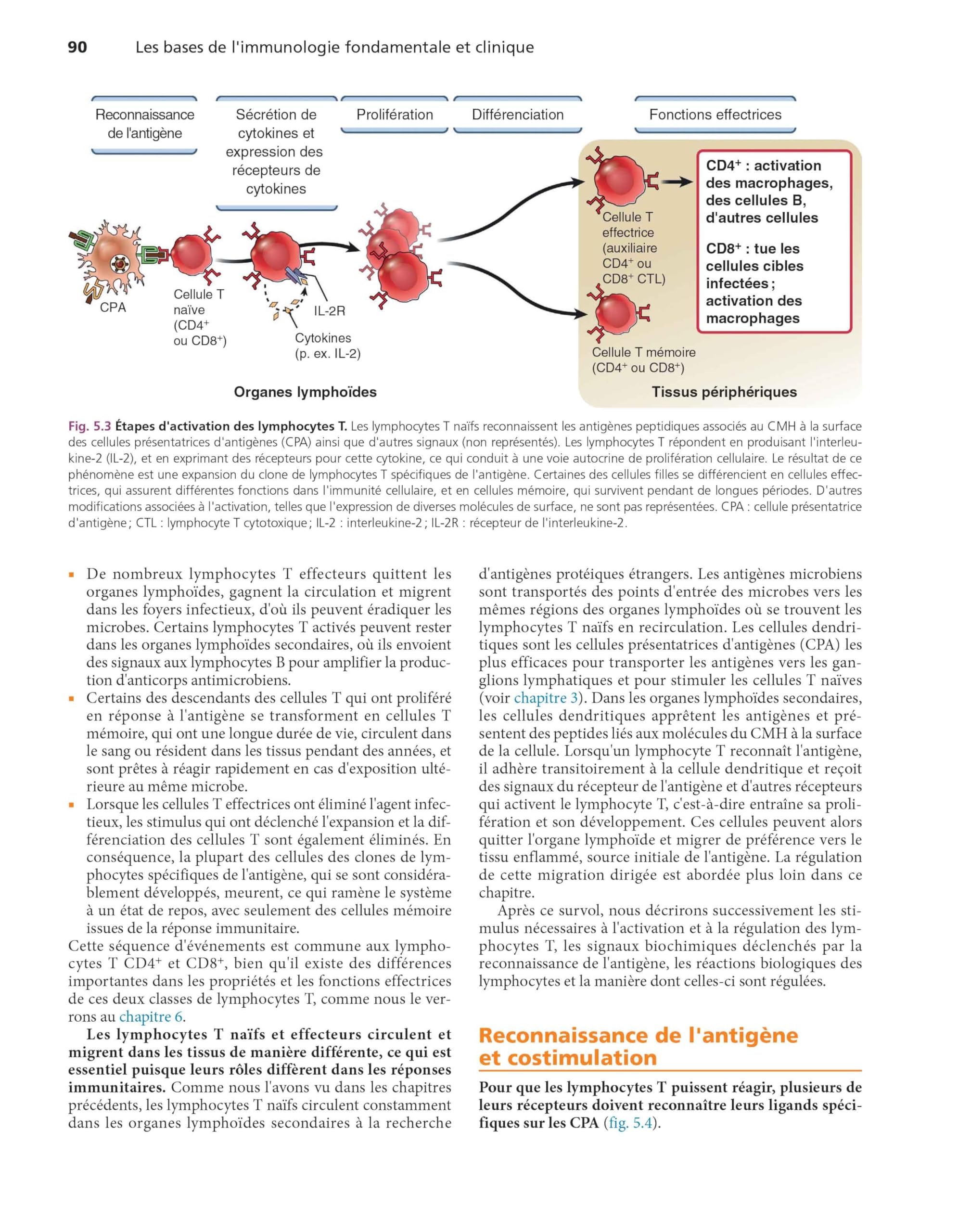 Les bases de l'immunologie fondamentale et clinique