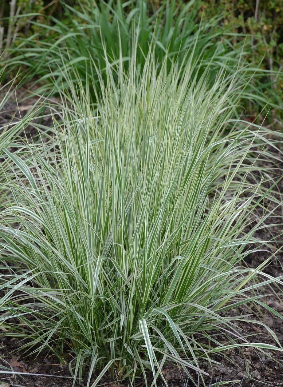Stauden Gänge 10 x Calamagrostis x acutiflora 'Overdam' Buntes Reitgras | Buntes Ziergras für Sonne bis Halbschatten, Blüte Juni bis August, mehrjährig, 1 L Topf (11x11 cm)