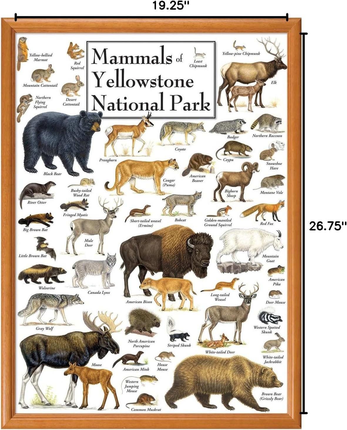 MasterPieces 1000 Piece Jigsaw Puzzle for Adults, Family, Or Youth - Mammals of Yellowstone National Park - 19.25" x26.75