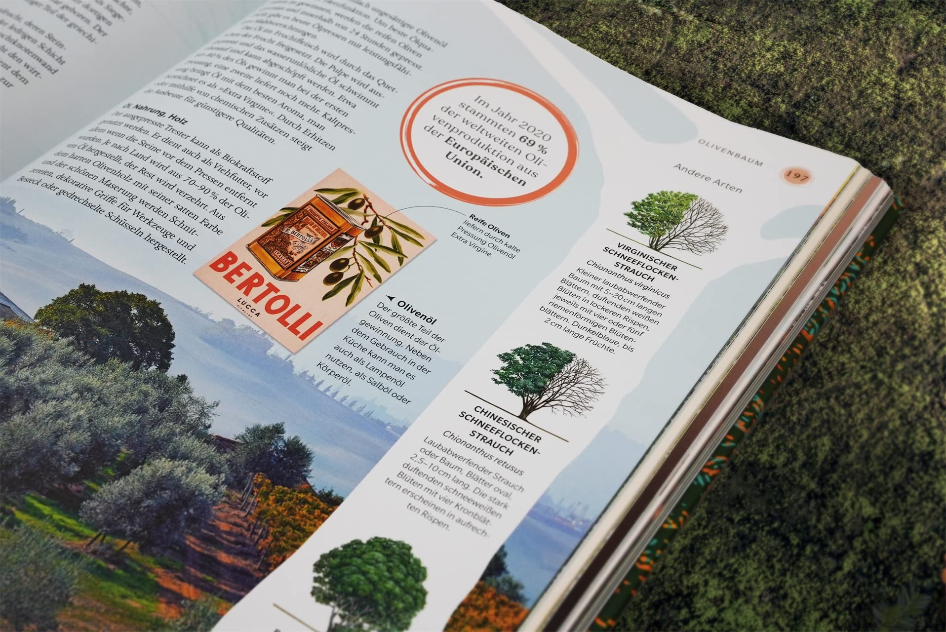Bäume - Eine Natur- und Kulturgeschichte (DK Faszinierende Welt)