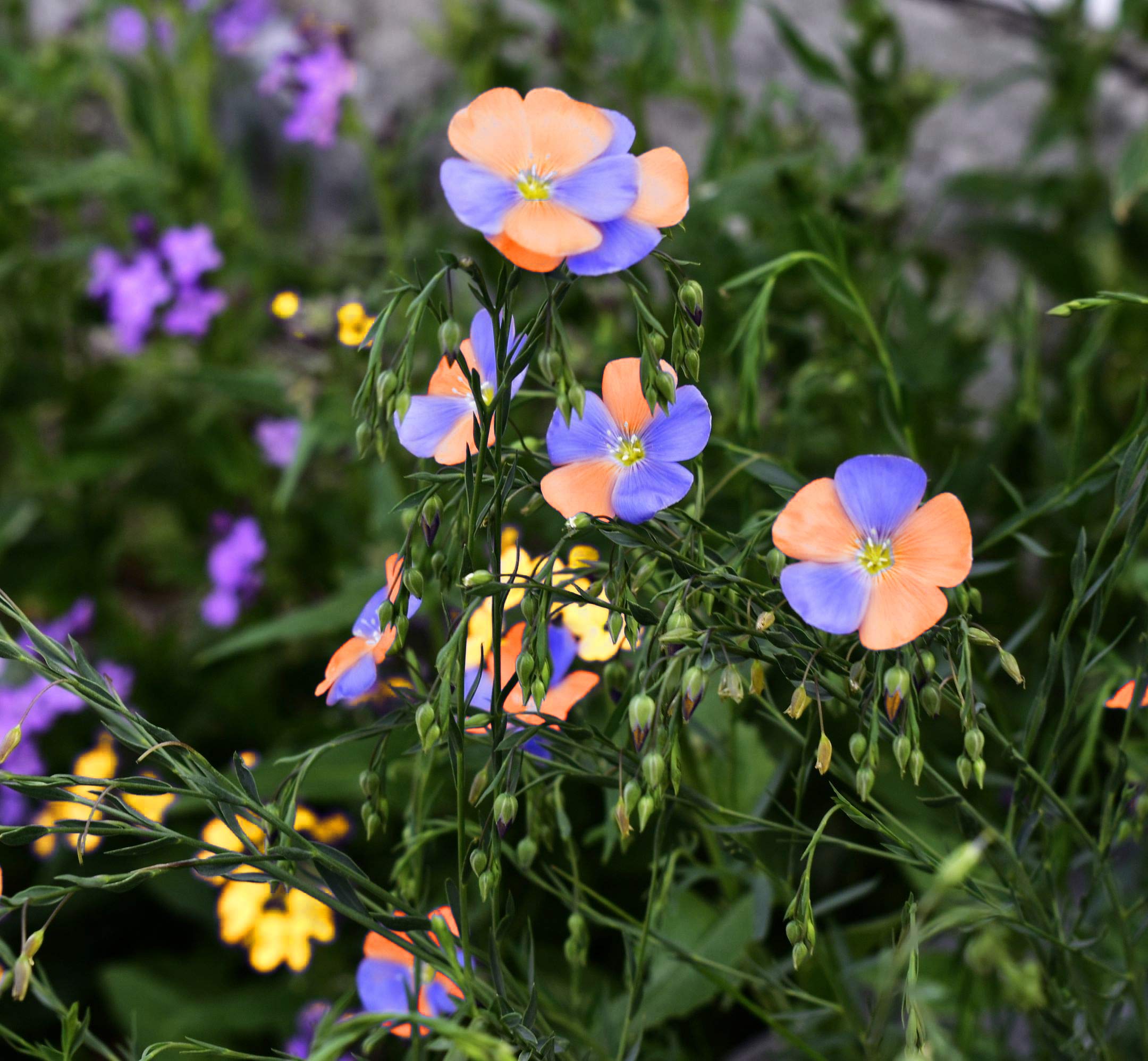YBWL Rare 100 Pcs Mixed Evening Primrose Seeds Garden Decor
