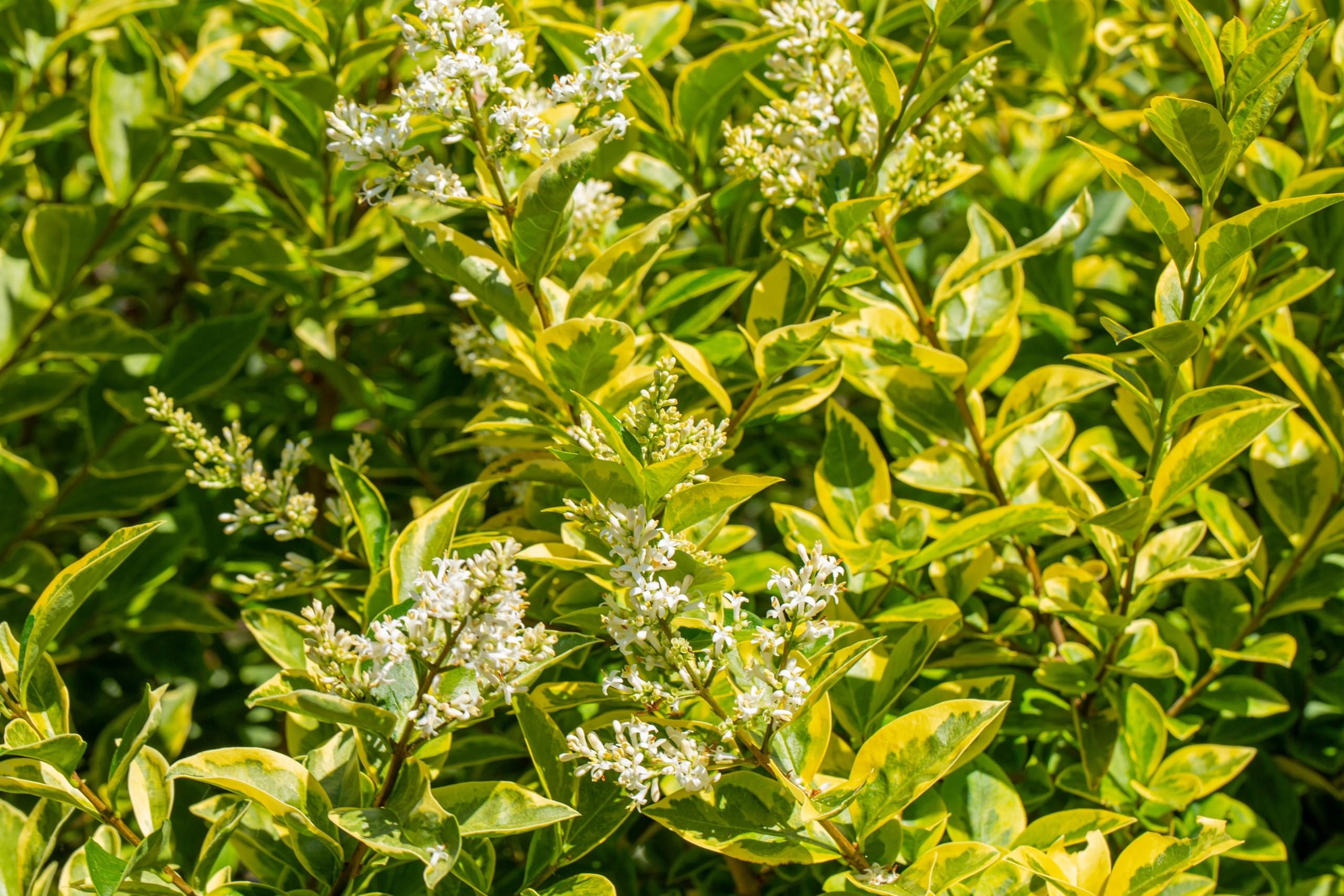 Stauden Gänge 10 x Ligustrum ovalifolium 'Aureum' Goldliguster winterhart | Goldene Heckenpflanze für Sonne bis Halbschatten, Blüte Juni bis Juli, mehrjährig, schnittverträglich, 9x9 cm Topf