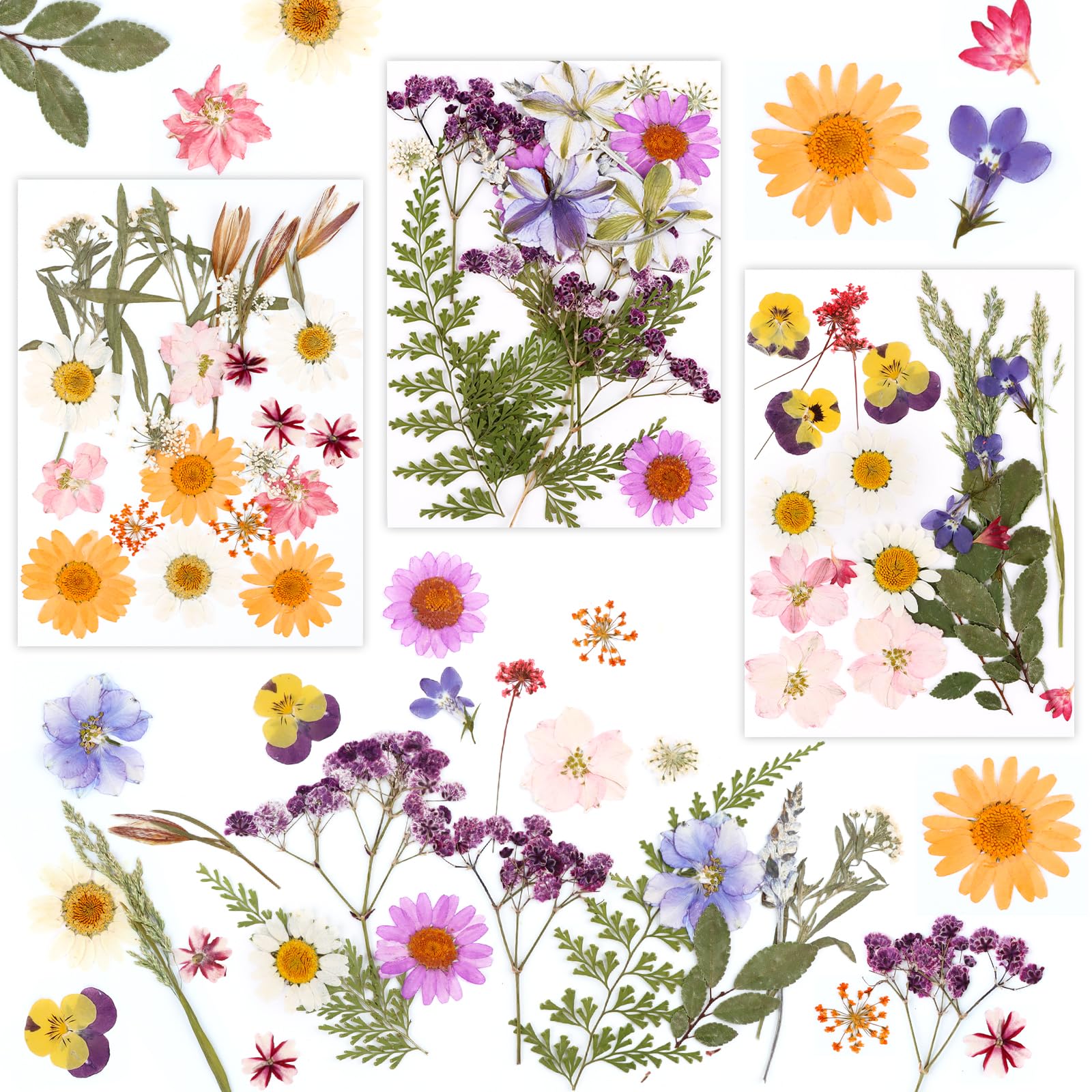 MXTIMWAN Fiori Secchi Decorativi 66 Pz, Fiori Pressati Naturali per Candele, Resina, Scrapbooking