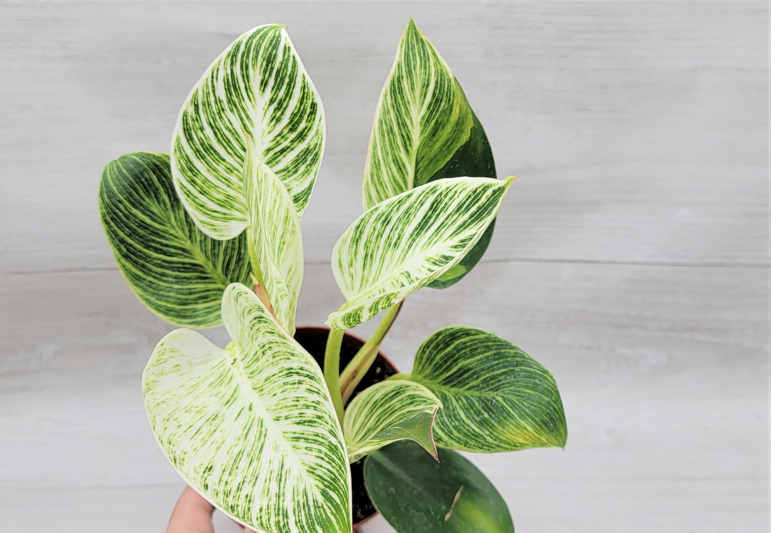 Amazon.com : Philodendron Birkin aka White Veined Birkin Live Rare