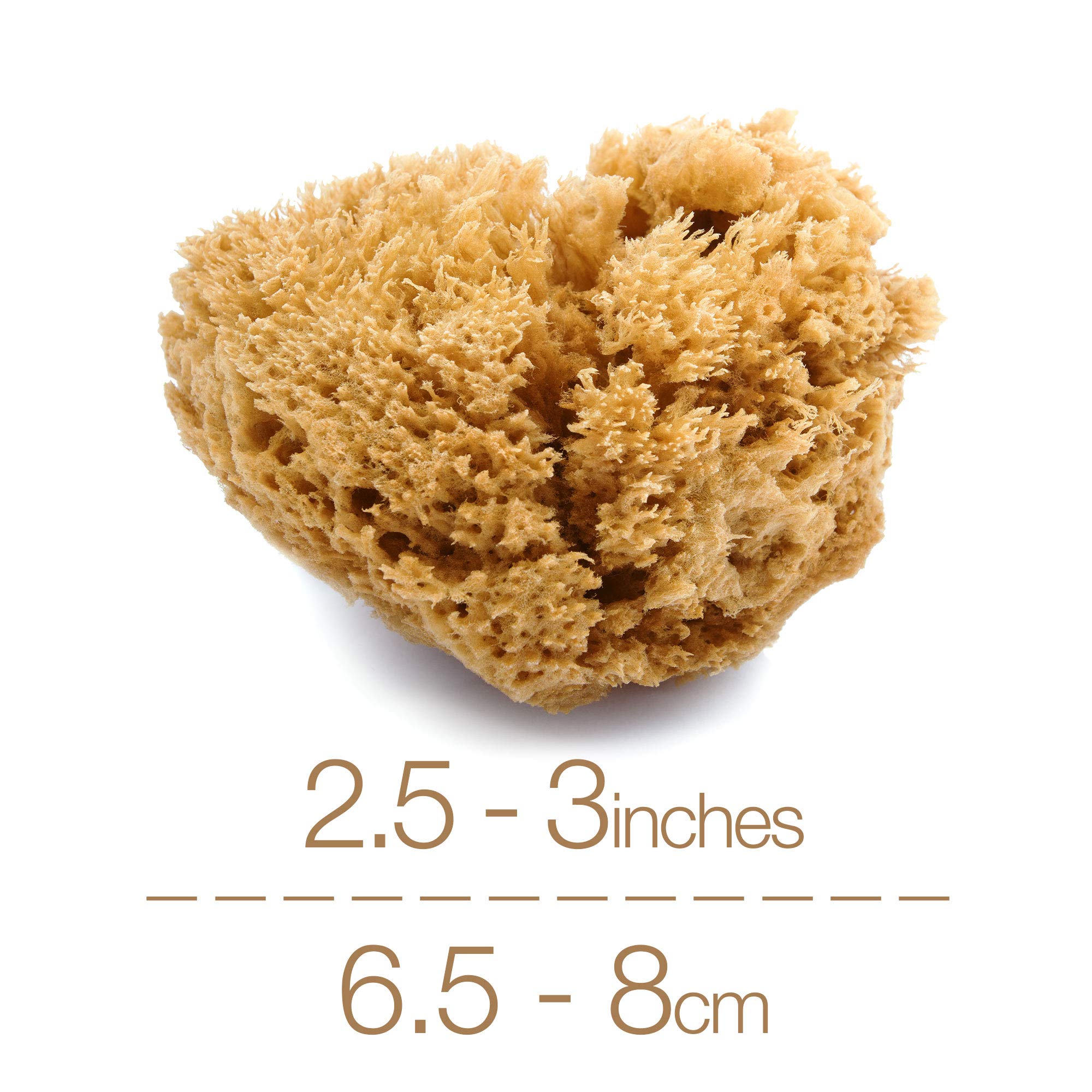 IntimateCare Sea Sponges. 2X 6.5-8cm Mediterranean Sponges in Plastic Free Packaging. Absolute Quality.