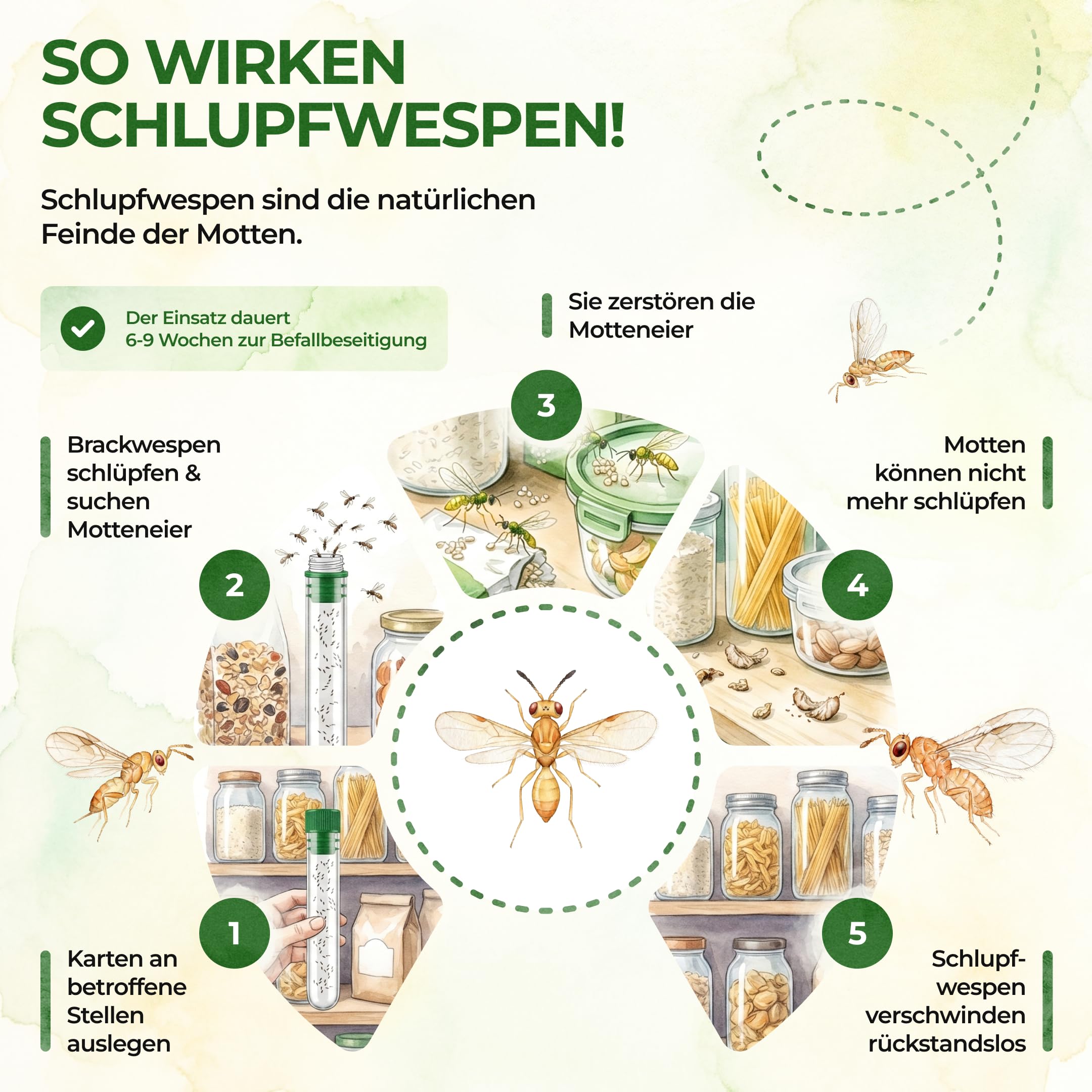 GREEN GUARDIA Brackwespen gegen Lebensmittelmotten - 1x Röhrchen à 40 Nützlinge - Brackis, Habrobracon hebetor, Turbo-Booster zur Mottenbekämpfung