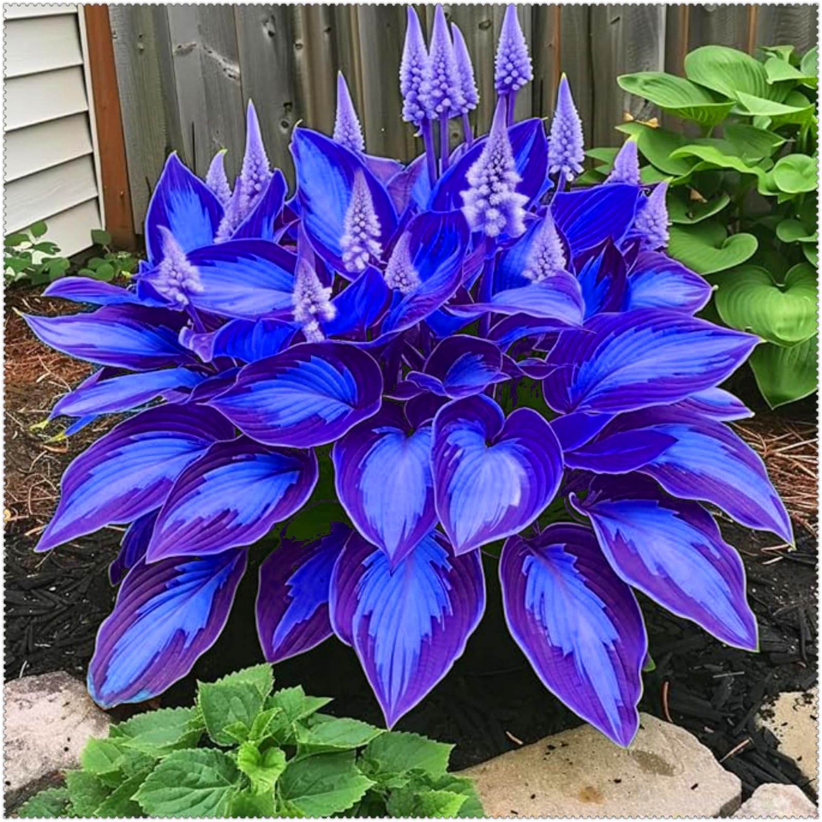Hosta Bulbs for Planting Now UK/Strong Plants That Grow Fast/Golden Jade Carving Feels Wonderful-6 Bulbs-D