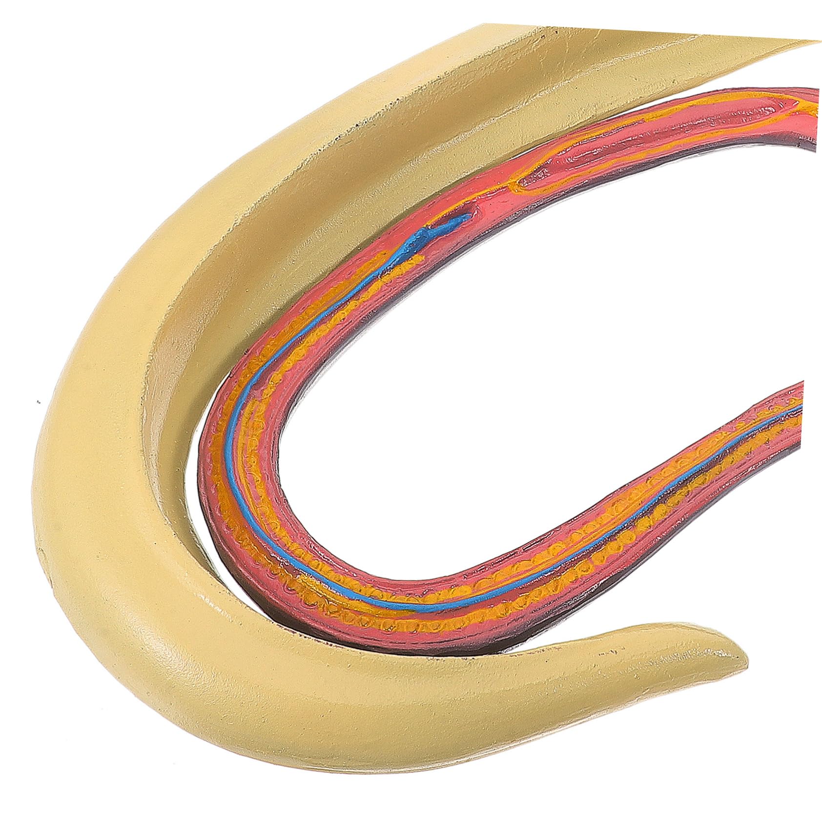 Modèle Anatomique de Schistosome Détachable Affichage Facile en Plastique pour Enseignement en Biologie pour Cours et Expositions Scientifiques