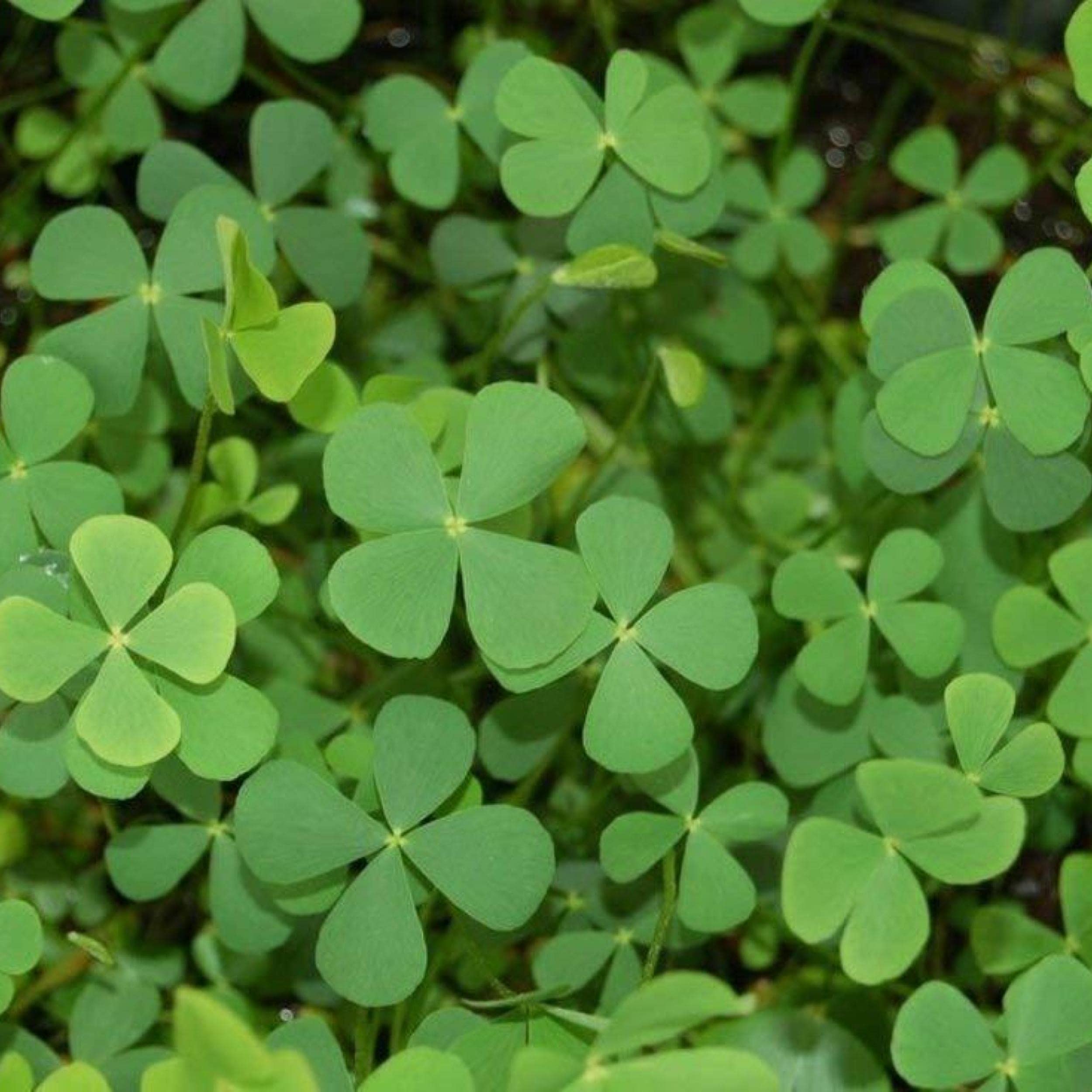 European Water Clover