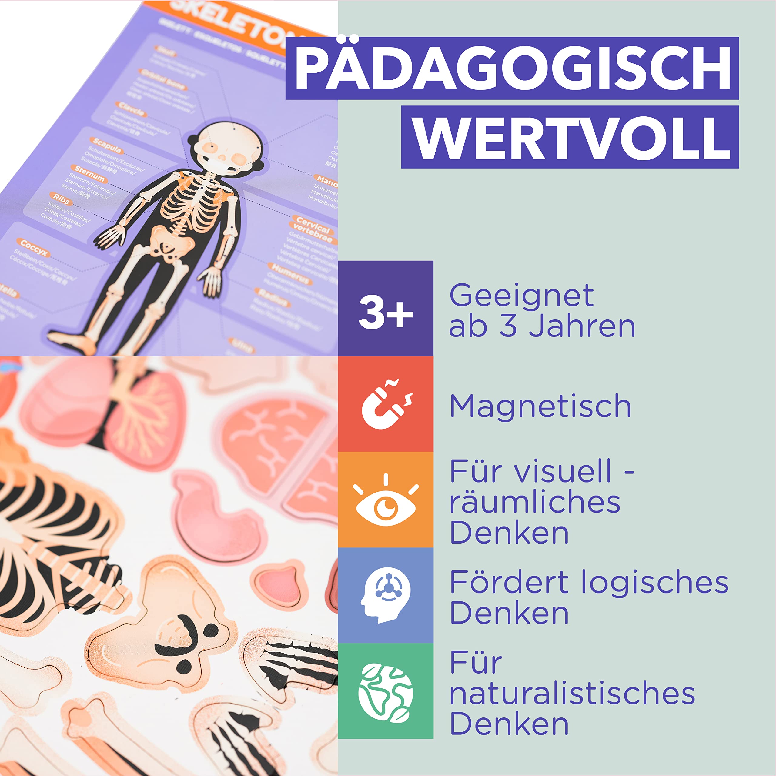 mierEdu Magnetpuzzle Menschliche Anatomie, Magnetisches Lernspiel für Kinder ab 3 Jahren, Montessori Spielzeug zur Förderung des Körperverständnisses, Magnettafel & Puzzle Pad für spielerisches Lernen