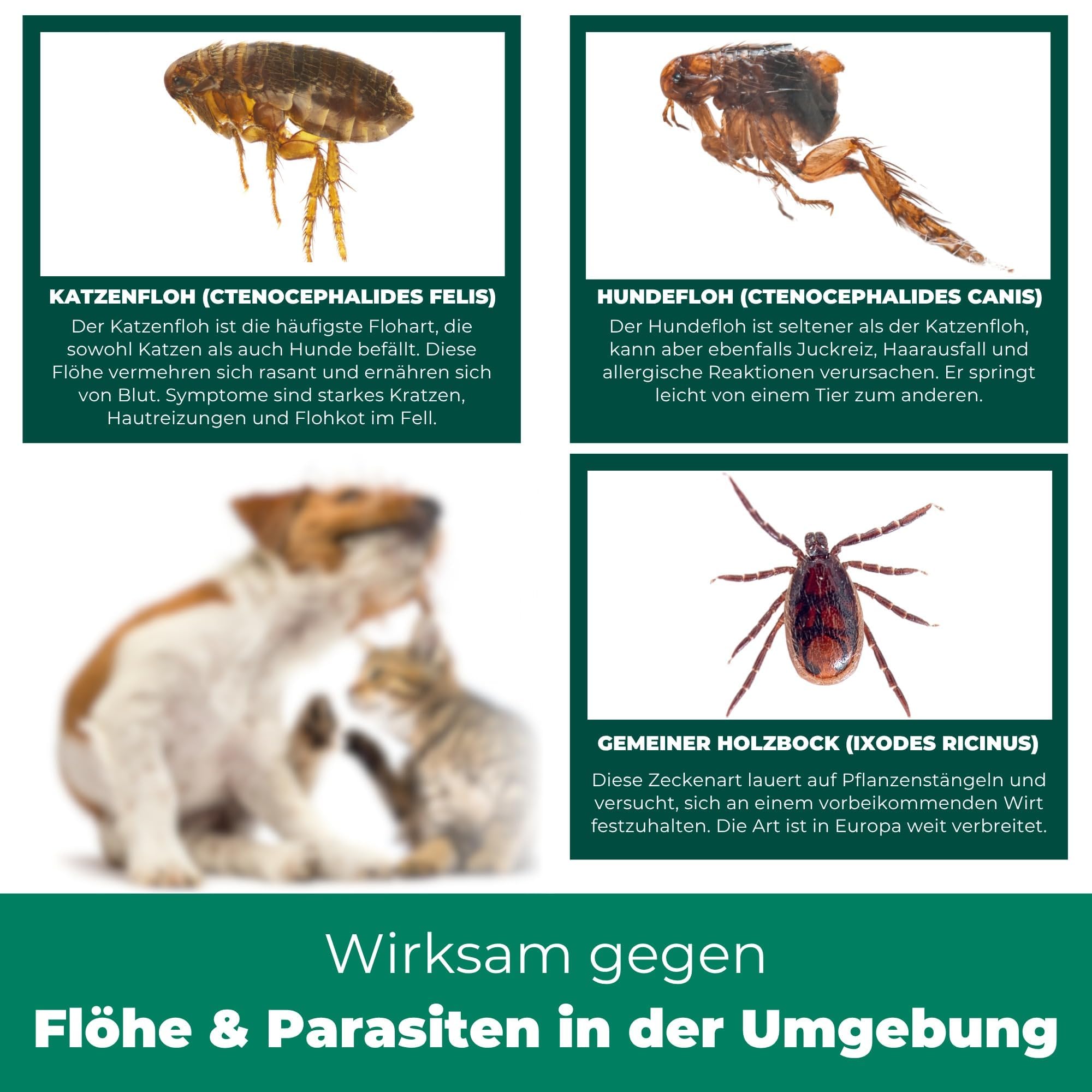 Silberkraft Flohspray für Wohnung & Möbel 500 ml - effektives Abwehr-Mittel gegen Flöhe & Larven mit Sofortschutz - Flohmittel zum Flöhe bekämpfen - hochwirksam & laborgeprüft
