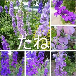 千鳥草 ラークスパー 紫系ミックス 花の種300粒 ガーデニング 園芸用品