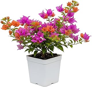 Home Shala Live Beautiful Grafted Multi-Color Bougainvillea Bonsai Plant (4–5 Colors) | Dwarf Flowering Tree for Home, Gar Price In India